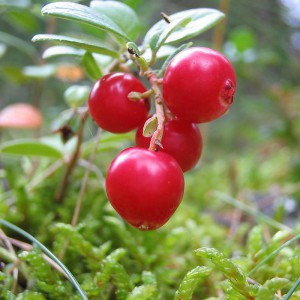 Брусника Коралл (Vaccinium vitis-idaea Corall)