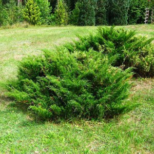 Можжевельник Казацкий (Juniperus sabina)