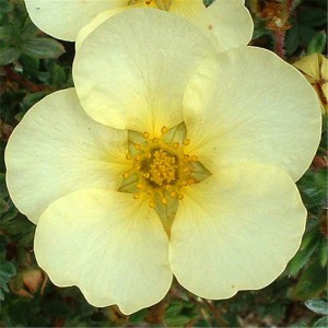 Лапчатка кустарниковая Примроуз Бьюти (Primrose Beauty)