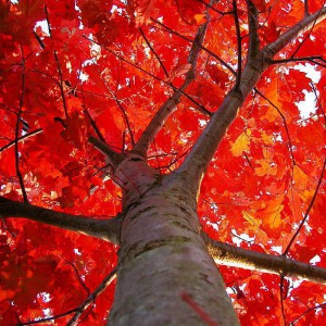 Дуб Красный (Quercus rubra)