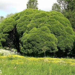 Ива ломкая (Salix fragilis)