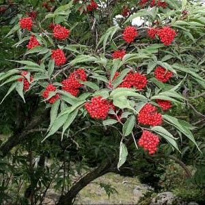 Бузина красная (Sambucus racemosa)