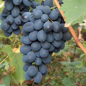 Виноград Августа