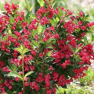 Вейгела цветущая Ред Принц (Red Prince)