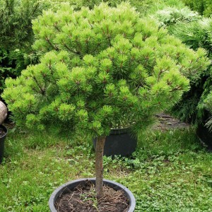 Сосна Густоцветная Джейн Клуис на штамбе (Pinus Jane Kluis)