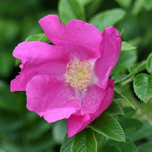 Роза ругоза (Rosa rugosa)
