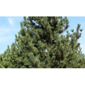 Сосна горная Унцината (Pinus Uncinata)