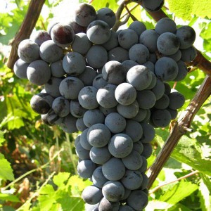 Виноград Цимлянский черный