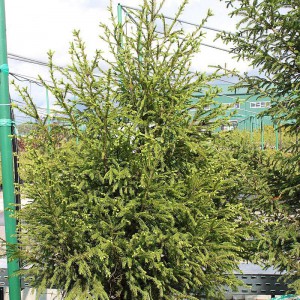 Ель Сербская (Picea omorica)