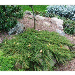 Можжевельник обыкновенный Грин Карпет (Green Carpet)