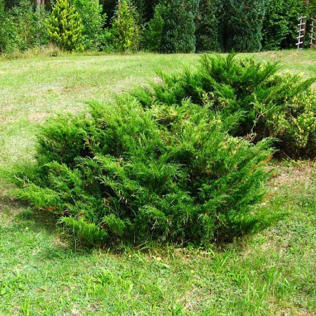 Можжевельник Казацкий (Juniperus sabina)