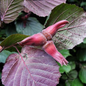 Лещина крупная Пурпуреа (purpurea)