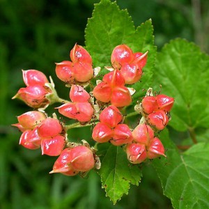 Пузыреплодник калинолистный (Physocarpus opulifolius)