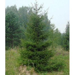 Ель Обыкновенная или европейская (Picea abies)