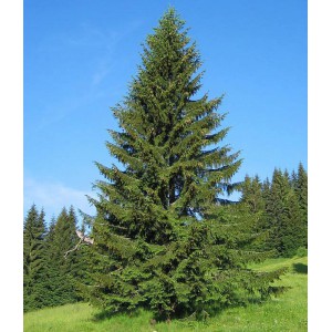 Ель Обыкновенная или европейская (Picea abies)