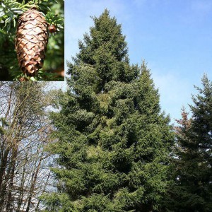 Ель Лицзянская (Picea likiangensis)