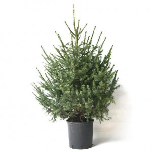 Ель Сербская (Picea omorica)