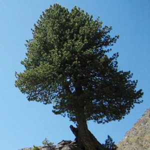 Сосна кедровая европейская (Pinus cembra)