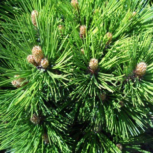 Сосна Гельдрейха (Pinus leucodermis)