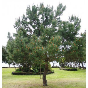 Сосна Гельдрейха (Pinus leucodermis)