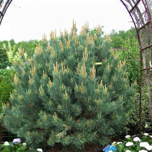 Сосна Горная (Pinus mugo)
