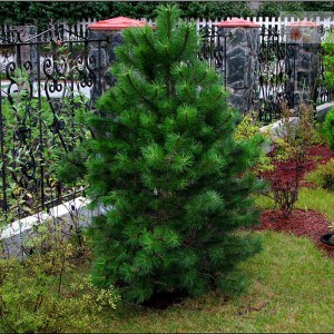 Сосна Черная (Pinus nigra)