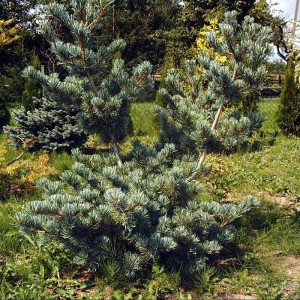 Сосна мелкоцветная Глаука (parviflora Glauca)