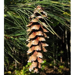 Сосна Веймутова (Pinus strobus)