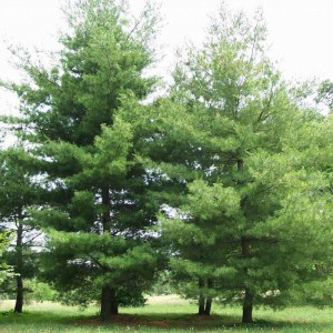 Сосна Веймутова (Pinus strobus)