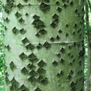 Тополь белый (Populus alba)