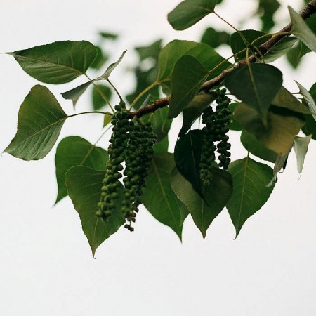 Тополь бальзамический (Populus balsamifera)