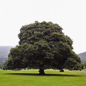 Дуб Черешчатый (Quercus robur)
