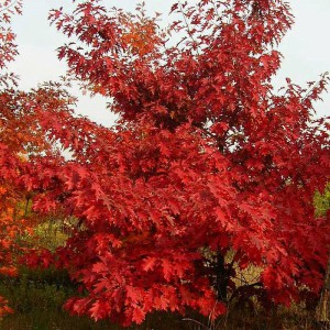 Дуб Красный (Quercus rubra)