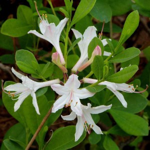 Рододендрон листопадный Atlanticum (Атлантический)