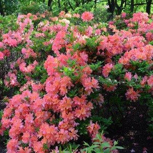 Рододендрон листопадный Японский розовый (Japonicum)