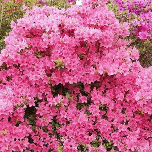 Рододендрон листопадный Японский розовый (Japonicum)