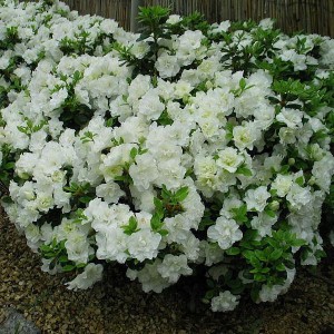 Рододендрон листопадный Японский белый (Japonicum)