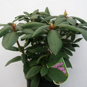 Рододендрон вечнозеленый гибридный Roseum Elegans (Розеум Элеганс)