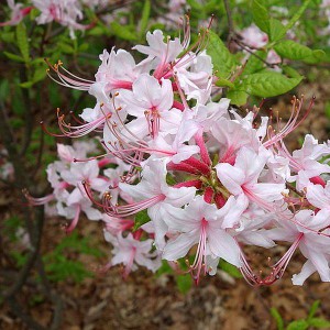 Рододендрон листопадный Голоцветковый