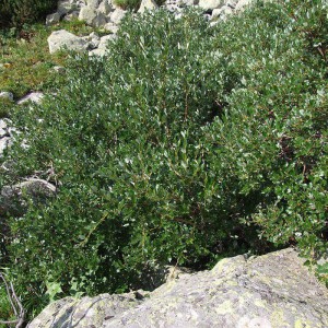 Ива швейцарская (Salix helvetica)