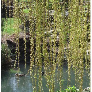 Ива золотистоволосистая (Salix sepulcralis)