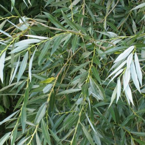 Ива белая (Salix alba)