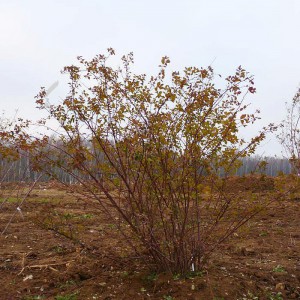Спирея Вангутта (Spiraea vanhouttei)
