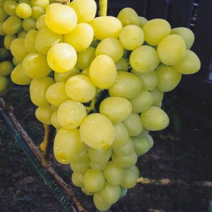 Виноград Аркадия