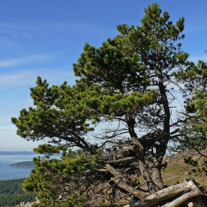Сосна Скрученная (Pinus contorta)