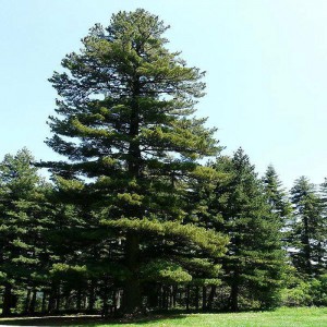 Сосна Румелийская (Pinus peuce)