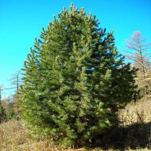 Сосна Сибирская кедровая (Pinus sibirica)