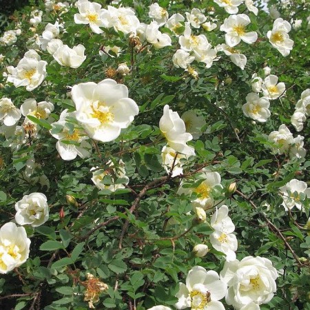 Роза бедренцеволистая (pimpinellifolia)