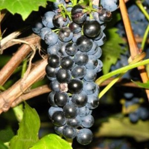 Виноград Мукузани