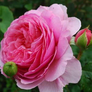Роза английская Принцесса Александра оф Кент